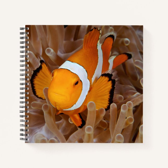 Clownfish - Molokai, North Shore Cliff Notebook (Front)
