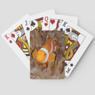 Clownfish - Molokai, North Shore Cliff Playing Cards