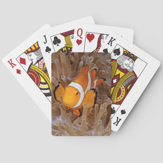 Clownfish - Molokai, North Shore Cliff Playing Cards (Back)