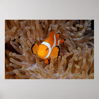 Clownfish - Molokai, North Shore Cliff