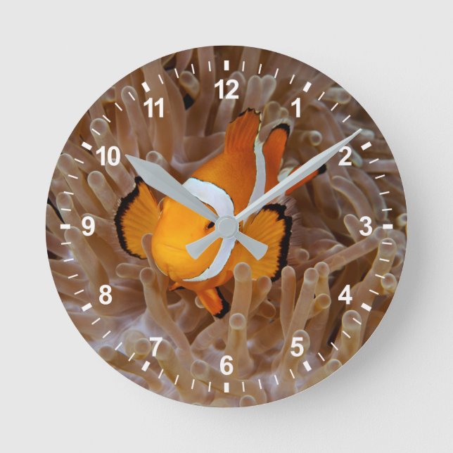 Clownfish - Molokai, North Shore Cliff Round Clock (Front)