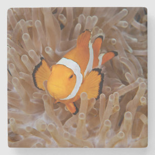 Clownfish - Molokai, North Shore Cliff Stone Coaster