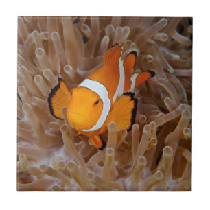 Clownfish - Molokai, North Shore Cliff Tile