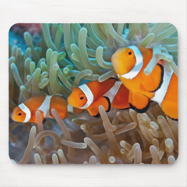 Clownfish Mouse Pad (Front)