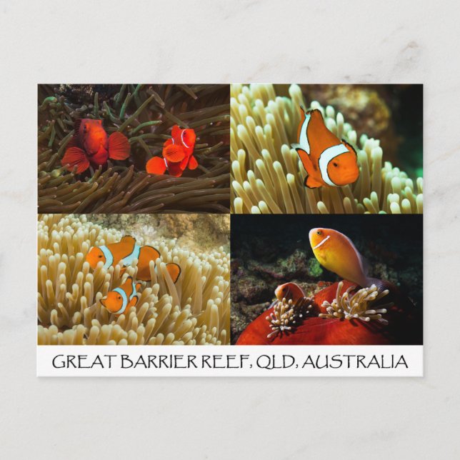 Clownfish on the Great Barrier Reef Postcard (Front)