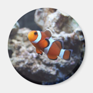 Clownfish Photography Magnet