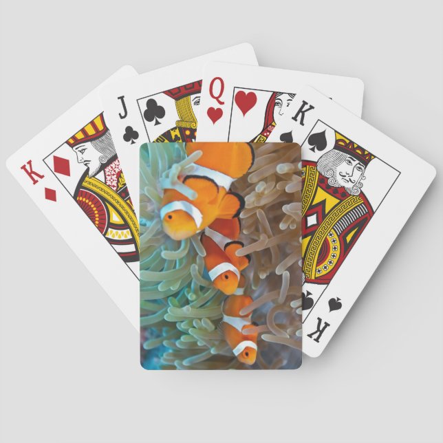 Clownfish Playing Cards (Back)