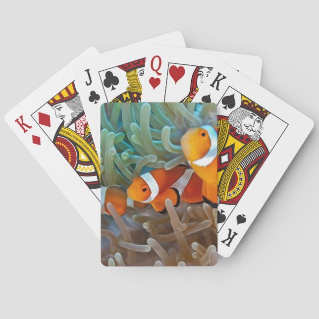 Clownfish Playing Cards (Back)