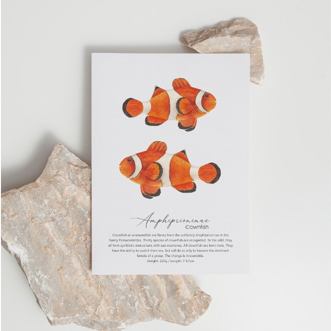 Clownfish Postcard (Creator Uploaded)