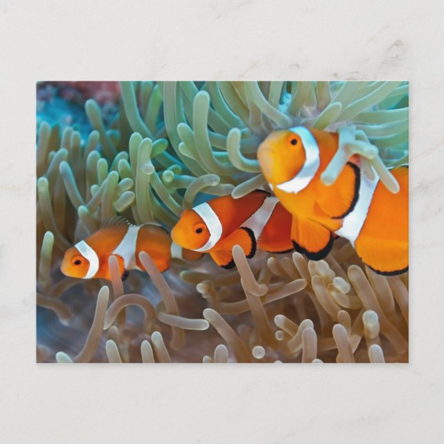 Clownfish Postcard (Front)