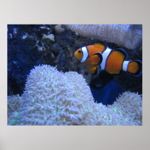 Clownfish Poster