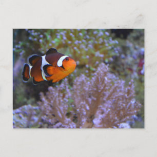 Clownfish Sea Anemone Coral Underwater Cute Photo Postcard