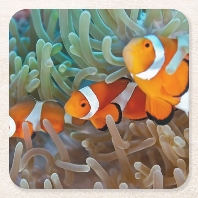 Clownfish Square Paper Coaster (Front)