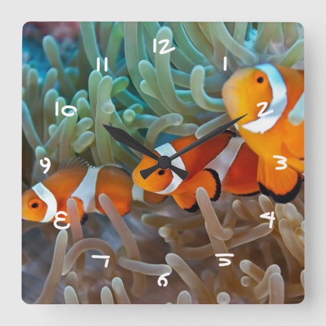 Clownfish Square Wall Clock (Front)