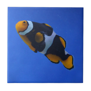 Clownfish Tile