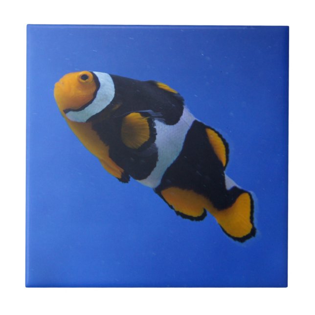 Clownfish Tile (Front)