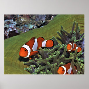 Clownfish Trio Poster