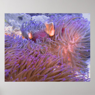 Clowning Around  Poster