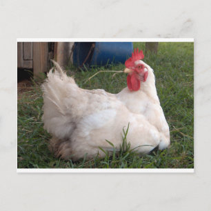 Cluck - Sweet White chicken Postcard