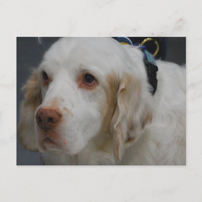 Clumber Spaniel Dog  Postcard (Front)
