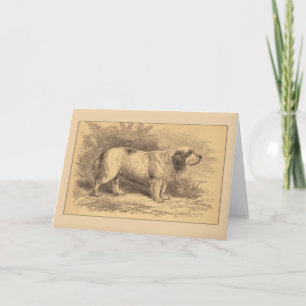 Clumber Spaniel General Greeting Card