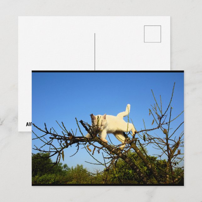 Clumsy White Kitten in Almond Tree Postcard (Front/Back)