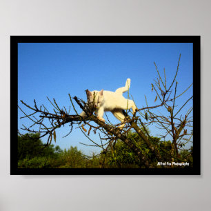 Clumsy White Kitten in Almond Tree Poster