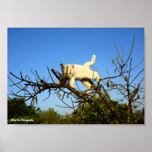Clumsy White Kitten in Almond Tree Poster