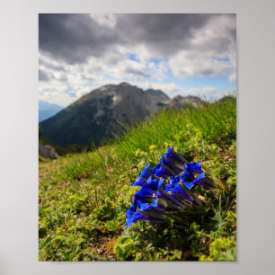 Clusius' gentian flowers and mountains poster