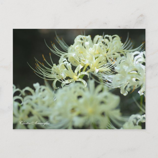 Cluster Amaryllis：Postcard Postcard (Front)