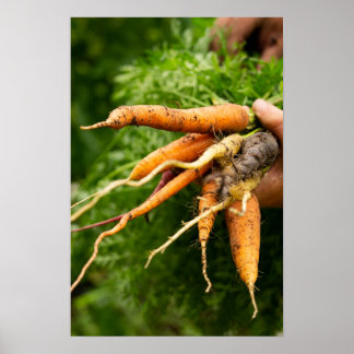 Cluster of Carrots Poster
