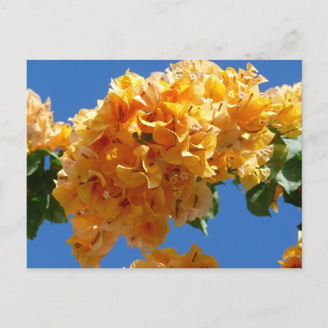 Cluster of Golden Bougainvillea Floral Postcard (Front)