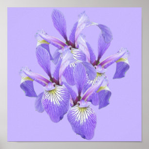 Cluster of Irises Poster
