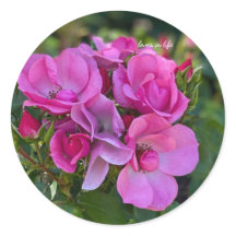 Cluster of lavender Pink Roses
