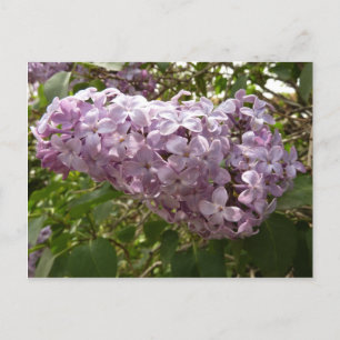 Cluster of Lilac Blossoms Spring Floral Postcard