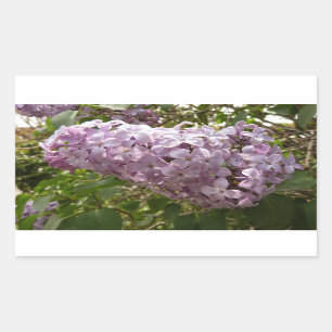 Cluster of Lilac Blossoms Spring Floral Rectangular Sticker