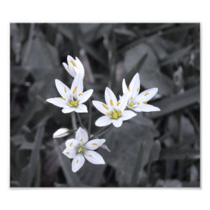 Cluster of Mini Flowers Macro Photo BW/Colour Prin Print