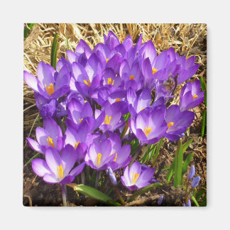 Cluster of Purple Crocuses Spring Floral Magnet