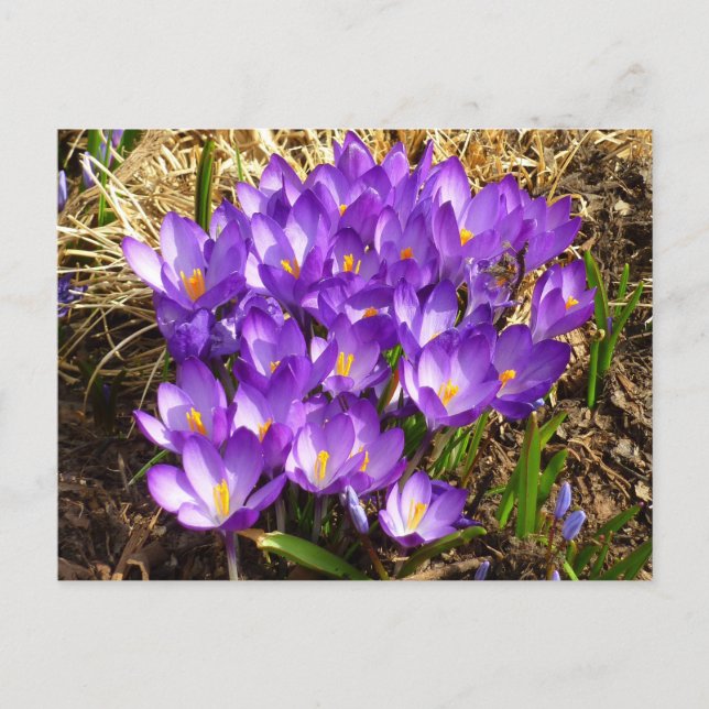 Cluster of Purple Crocuses Spring Floral Postcard (Front)