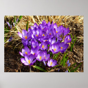 Cluster of Purple Crocuses Spring Floral Poster
