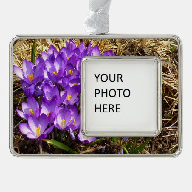 Cluster of Purple Crocuses Spring Floral Silver Plated Framed Ornament (Front)