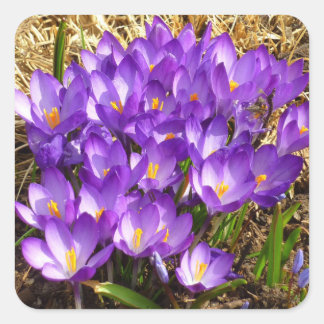 Cluster of Purple Crocuses Spring Floral Square Sticker