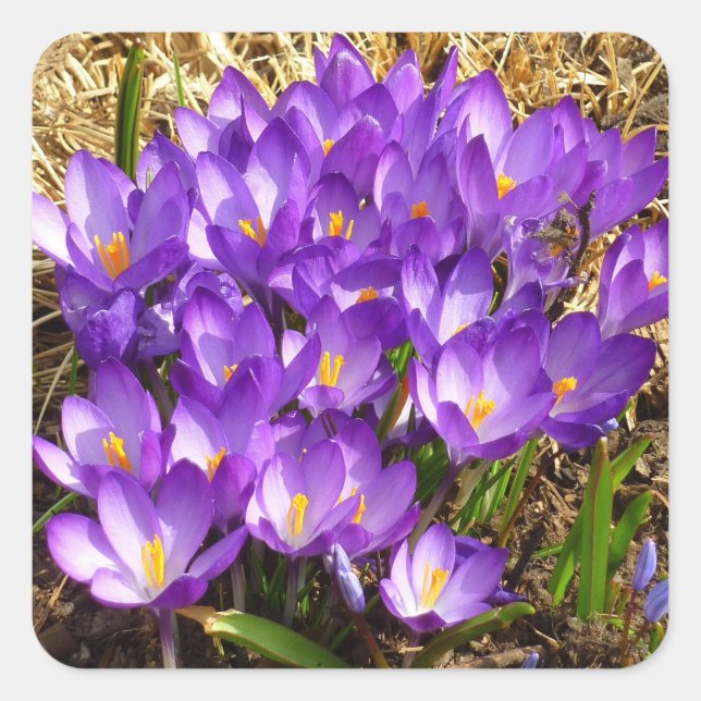Cluster of Purple Crocuses Spring Floral Square Sticker (Front)
