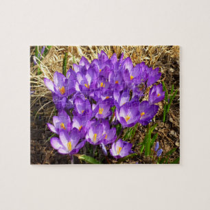 Cluster of Purple Crocuses Spring Jigsaw Puzzle