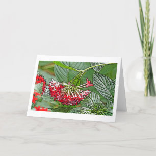 CLUSTER OF RED PENTAS LANCEOLATA /STAR FLOWER CARD