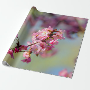 Cluster Of Sakura Blossoms On Green, Blue, Purple Wrapping Paper