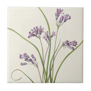 Clusterlily by Mary Vaux Walcott Tile