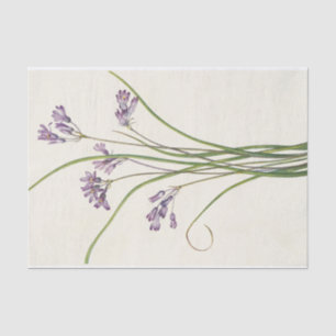 Clusterlily by Mary Vaux Walcott Tissue Paper