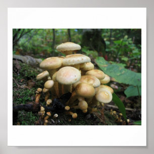 Clutter of Mushrooms Poster