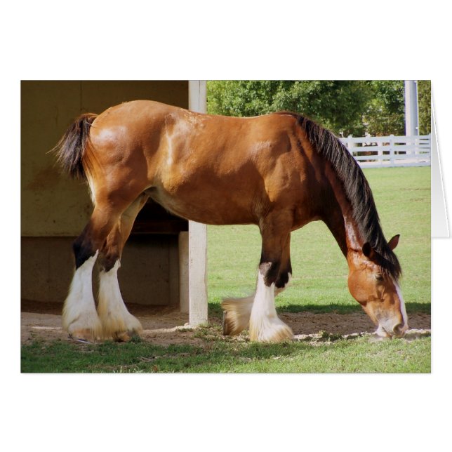 Clydesdale (Front Horizontal)
